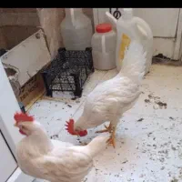 دو عدد.خروس.به.فروش.میرسند
