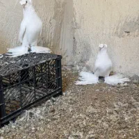 کفتر