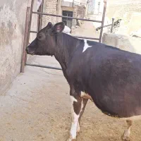 سیمنتال درجه مادر ۵۰ تا شیر