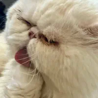 گربه پرشین نر عقیم شده