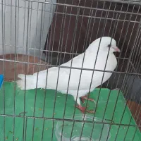 کبوترسالم بچه