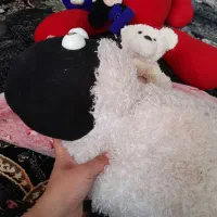 عروسک|اسباب‌بازی بچه|دوگنبدان, |دیوار