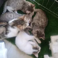 واگذاری رایگان بچه گربه DSH