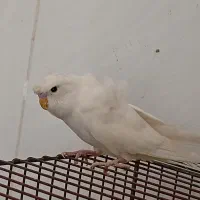 مرغ عشق پروانه‌ای