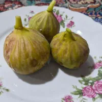 انجیر|خدمات باغبانی و درختکاری|بجنورد, |دیوار