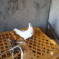 کفتر