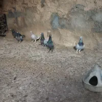کبوتر کفتر