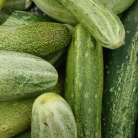 خیاروگوجه محلی