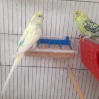 مرغ عشق نرو ماده تخم گذار