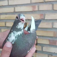 پرنده کفتر پلنگ کرمانی