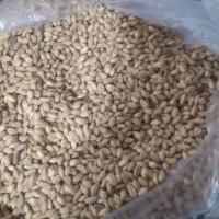 گندم