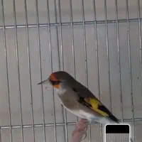 سهره نر