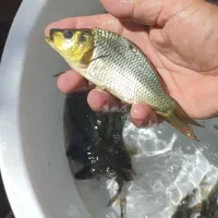 کپور پر طلایی جهت پرورش شارژ شد|ماهی|قزوین, |دیوار