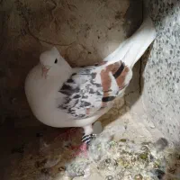 کبوتر