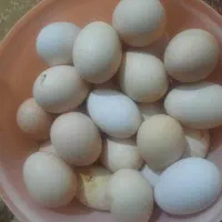 تخم نطفه دار وتازه مرغ لاری