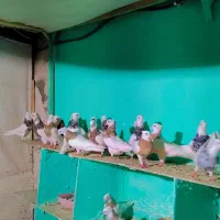 کفتز طوقی آس و کلکسیونی نسلدار