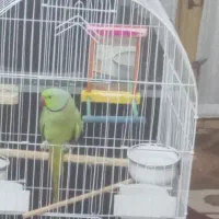 طوطی
