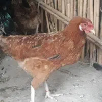 فروش مرغ و خروس