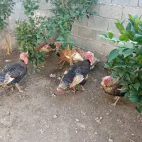 فروش بوقلمون نر