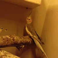 عروس نر سخنگو فوری