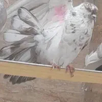 کفتر پرشی