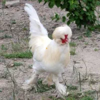 مرغ سلطان جوان