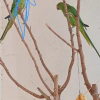 ملنگو