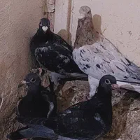 جوجه پولک و رنگی