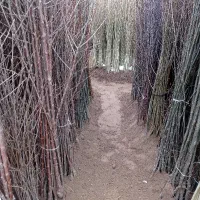 مرکز نهال اردبیل زیر قیمت پنجاه