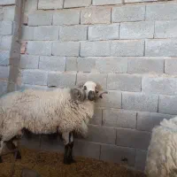 فروش بره نر