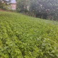 فروش زمین مسکونی شهری
