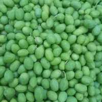 زیتون تازه چین عمده
