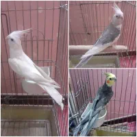 عروس هلندی نر