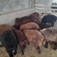 بره نرافشاری