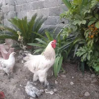 خروس امپراطور