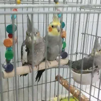 عروس هلندی
