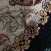 عقیق شجر