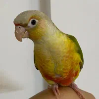 گرینچیک آناناسی