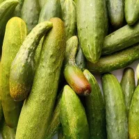 خیار محلی تازه چین