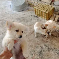 3قلاده سگ پاکوتاه