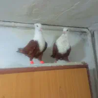 کربلایی کلاغ