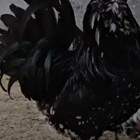 تخم نطفه دار مرغ و خروس گلین کلکسیونی
