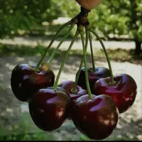 گیلاس تکدانه