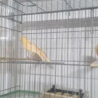 دوجفت قناری فروشی