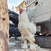 خروس برهما و مرغ مادر همه باهم 3 میلیون