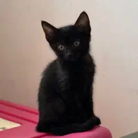 بچه گربه