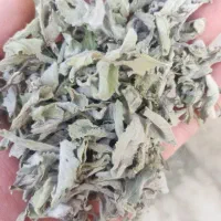 پونه کوهی