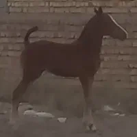 فروش مادیان ۴ ساله با کره