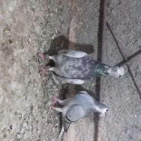 سرور درشت گزدار کفتر مشهد شیر سبز ماده لچک بسته