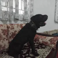 سگ پیت شارپی